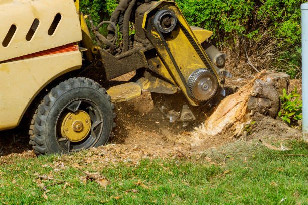 Tree Branch Trimming in Esko, MN